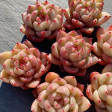 画像をギャラリービューアに読み込む, クリアスカイジェニー