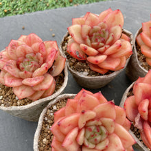 画像をギャラリービューアに読み込む, スノーバード