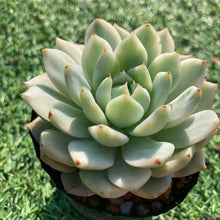 画像をギャラリービューアに読み込む, ティッピー錦.2