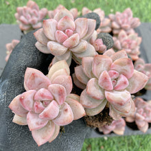 画像をギャラリービューアに読み込む, スタースノー