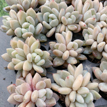 画像をギャラリービューアに読み込む, イエローオレンジ