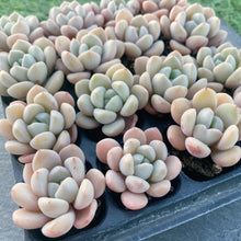 画像をギャラリービューアに読み込む, ホワイトデュー