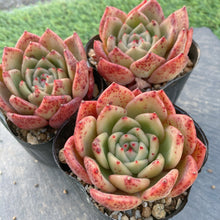 画像をギャラリービューアに読み込む, ロンリーダック10枚