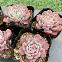 画像をギャラリービューアに読み込む, ラフィート