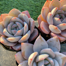 画像をギャラリービューアに読み込む, チーズフォーム