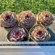 画像をギャラリービューアに読み込む, パープルガーネット