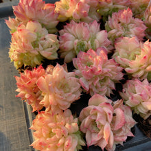 画像をギャラリービューアに読み込む, レッドスワン