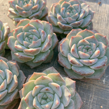 画像をギャラリービューアに読み込む, フロスティング