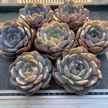 画像をギャラリービューアに読み込む, パープルクイーン