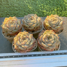 画像をギャラリービューアに読み込む, ジェリーキャンディ