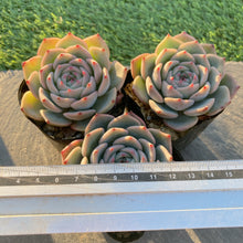 画像をギャラリービューアに読み込む, ラズベリーアイス