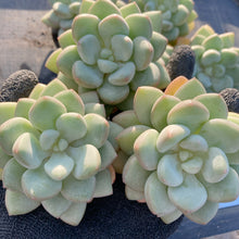 画像をギャラリービューアに読み込む, バブルガム