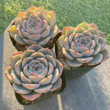 画像をギャラリービューアに読み込む, ラズベリーアイス