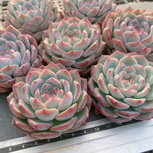 画像をギャラリービューアに読み込む, ウォータードリーム