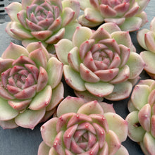 画像をギャラリービューアに読み込む, ロメオ交配