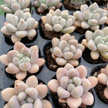 画像をギャラリービューアに読み込む, アラン