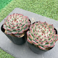 画像をギャラリービューアに読み込む, シバルリー