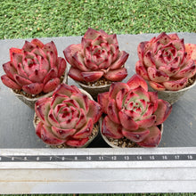 画像をギャラリービューアに読み込む, ロカ