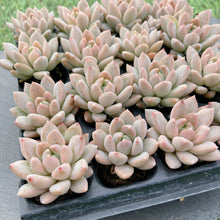 画像をギャラリービューアに読み込む, イリュージョン