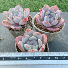 画像をギャラリービューアに読み込む, スノーピーチ