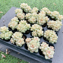 画像をギャラリービューアに読み込む, ジェニー美人