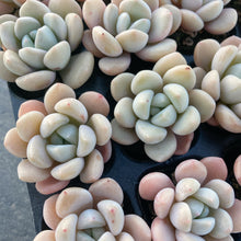 画像をギャラリービューアに読み込む, ホワイトデュー