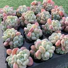 画像をギャラリービューアに読み込む, ラウル