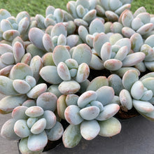 画像をギャラリービューアに読み込む, 雪美人