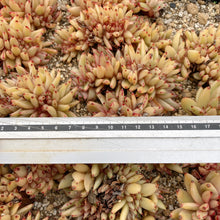 画像をギャラリービューアに読み込む, アイクソウル錦綴化