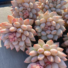 画像をギャラリービューアに読み込む, ガム