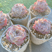 画像をギャラリービューアに読み込む, シナスター