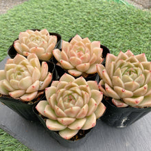 画像をギャラリービューアに読み込む, マルガン