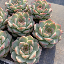 画像をギャラリービューアに読み込む, マドンナ