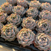 画像をギャラリービューアに読み込む, ポセイドン