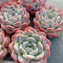 画像をギャラリービューアに読み込む, シックモンロー