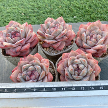 画像をギャラリービューアに読み込む, ダイヤモンドジェニー