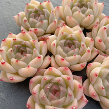 画像をギャラリービューアに読み込む, クラウドタワー