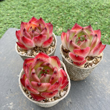 画像をギャラリービューアに読み込む, ピュオーラ