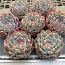 画像をギャラリービューアに読み込む, ウォータードリーム