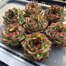 画像をギャラリービューアに読み込む, ムーンストーン