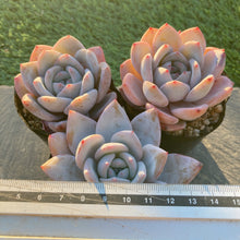 画像をギャラリービューアに読み込む, チーズフォーム