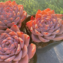 画像をギャラリービューアに読み込む, グレイス