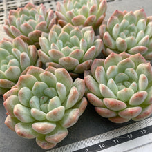 画像をギャラリービューアに読み込む, ペアスノー