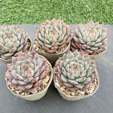 画像をギャラリービューアに読み込む, ティッピー