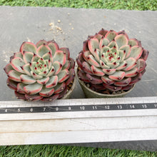 画像をギャラリービューアに読み込む, スターライトジェニー