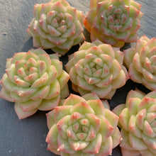 画像をギャラリービューアに読み込む, マルガンクイーン