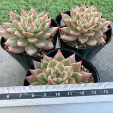 画像をギャラリービューアに読み込む, スノーマウンテンジェニー