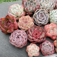 画像をギャラリービューアに読み込む, クリスマスセット16種苗(小さめ).6