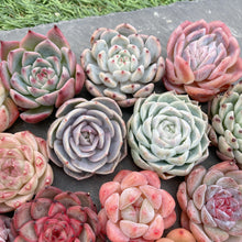 画像をギャラリービューアに読み込む, クリスマスセット16種苗(小さめ).6