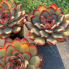 画像をギャラリービューアに読み込む, ミートソースローズ